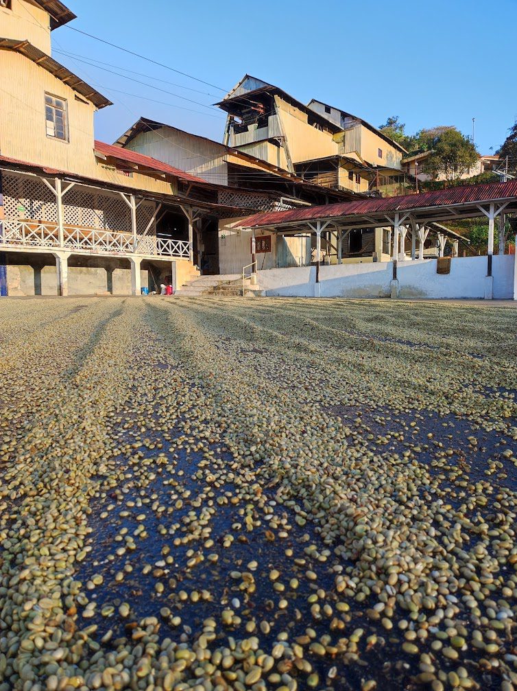 Grans de cafè de procés rentat assecant-se al sol. Finca Hamburgo, Chiapas, Mèxic. Foto del nostre arxiu personal
