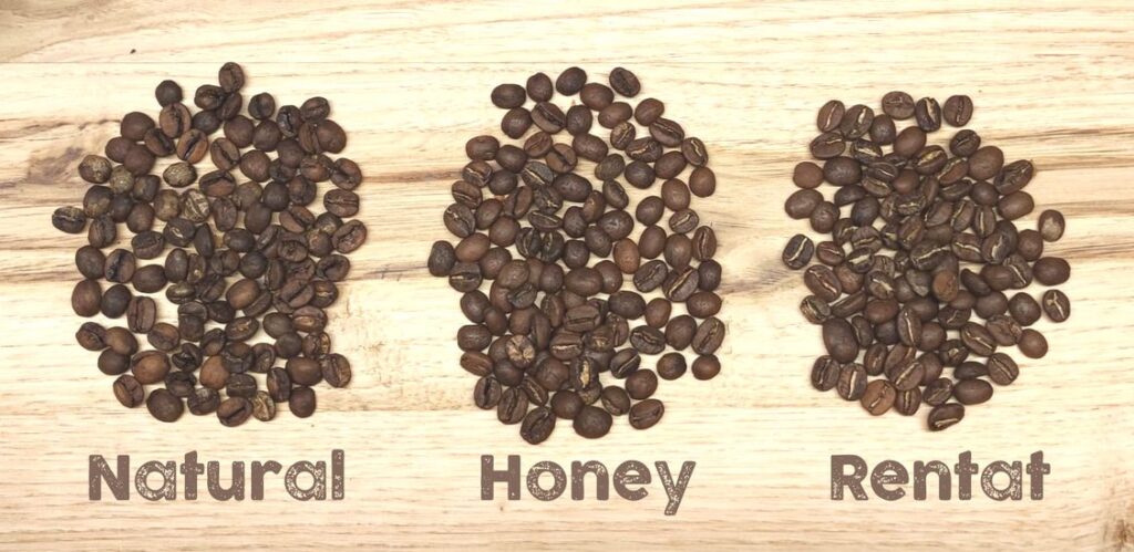 Els grans de cafè amb procés Rentat (dreta) tenen la línia central més groguenca un cop torrats. Els grans processats amb mètode Honey estan a mig camí entre els Naturals i els Rentats.